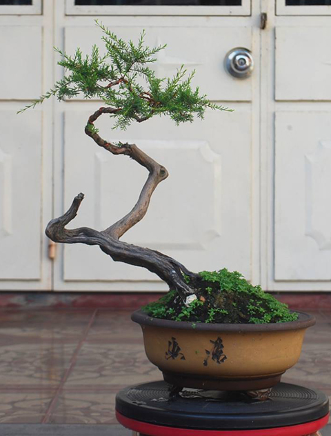 cây cảnh, bonsai, nghệ thuật, siêu phẩm...