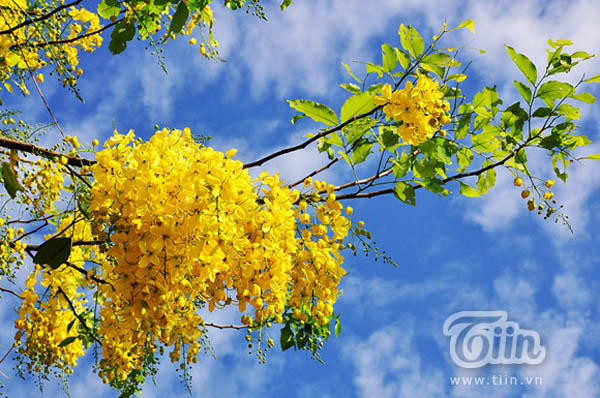 10 loài hoa gây thương nhớ đất Hà thành