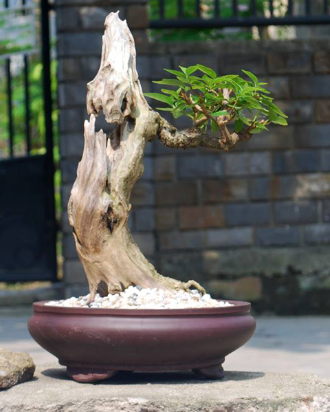 cây cảnh, bonsai, nghệ thuật, siêu phẩm...