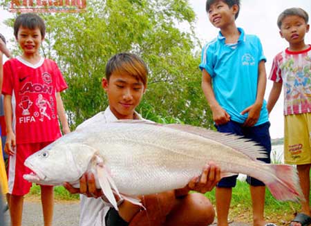 cá-tra, cá-hô, cá-mập, cá-trắm, cá-chép, thủy-quái, sông-Tiền, sông-Hậu, miền-Tây, hải-sản, thủy-sản, ngư-dân