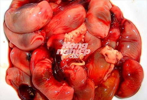 Ghê rợn thức ăn bổ dương của quý ông Việt có máu mặt 7