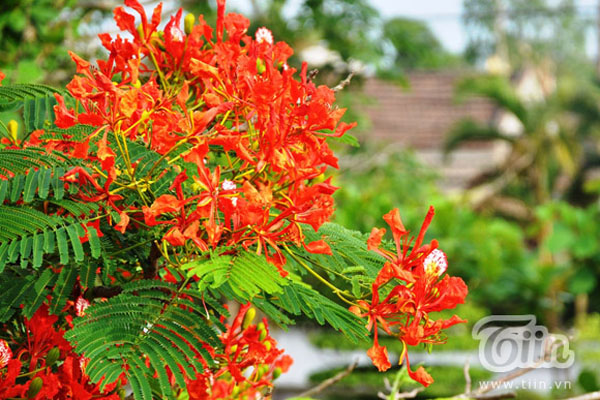 10 loài hoa gây thương nhớ đất Hà thành