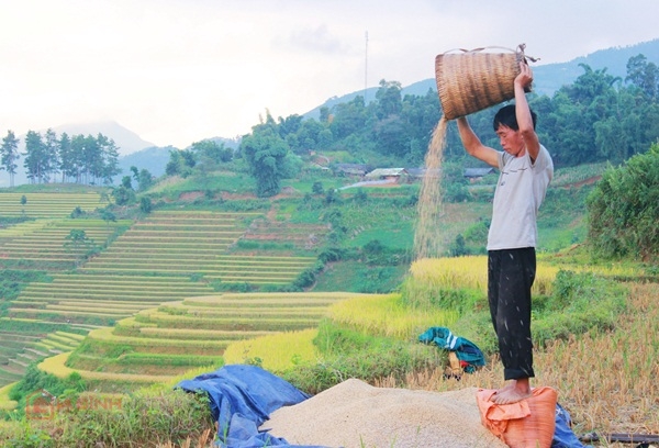 Người dân đội thóc lên đầu và từ từ đổ xuống, gió sẽ thổi bay những hạt thóc lép để giữ lại hạt vàng chắc mẩy1