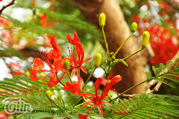 10 loài hoa gây thương nhớ đất Hà thành