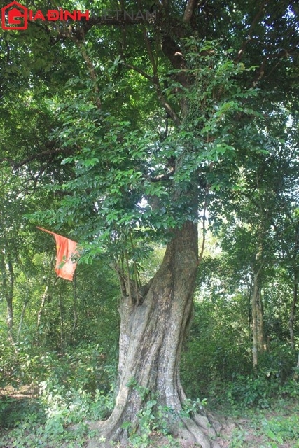 Cây Thị nu, cùng tuổi đời với các cây thị khác nhưng thân cây nhỏ gọn