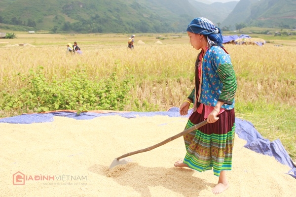 Một em bé người Mông đang phơi thóc1