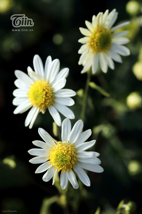 10 loài hoa gây thương nhớ đất Hà thành