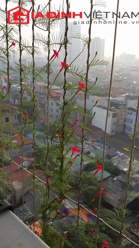 trong hoa tren ban cong chung cu ha noi giadinhonline.vn221218