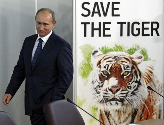 Ông Putin và chiến dịch bảo vệ loài hổ Siberia. Ảnh: Imagine China