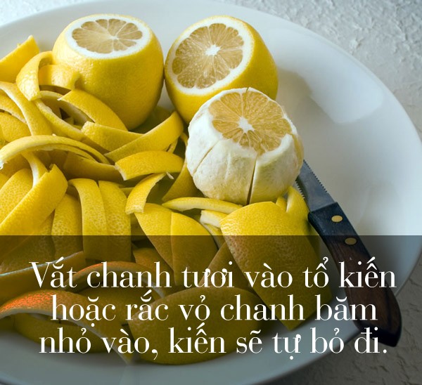 mẹo hay, có thể bạn chưa biết, mẹo đuổi kiến, có thể bạn chưa biết, quả chanh