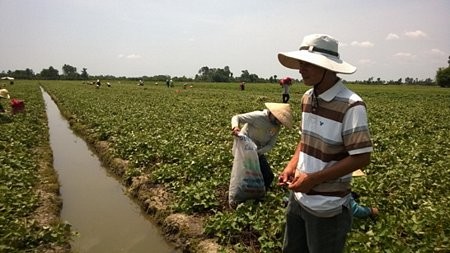 Anh Phạm Khắc Trung đang theo dõi nhân công hái lá khoai lang.