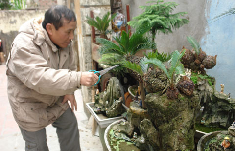 cây cảnh, thú chơi, đại gia, Hà thành...