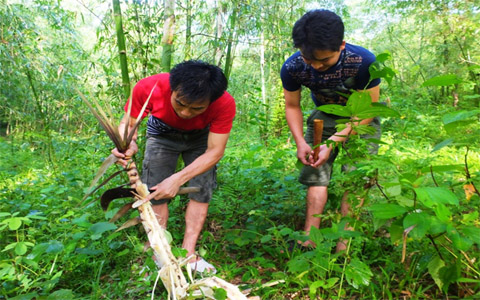 Sâu măng, đặc sản, miền Tây, xứ Thanh