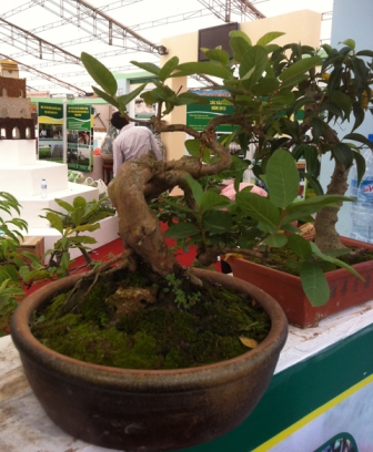 bonsai, cây cảnh, siêu cây, Sơn Tây...