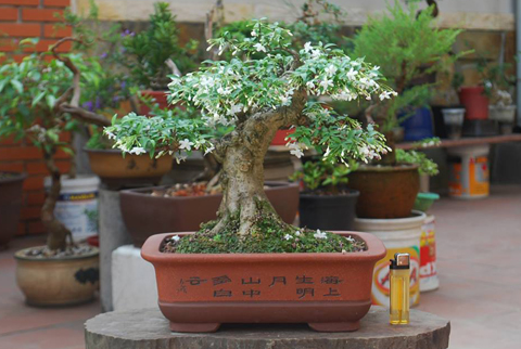 cây cảnh, bonsai, nghệ thuật, siêu phẩm...