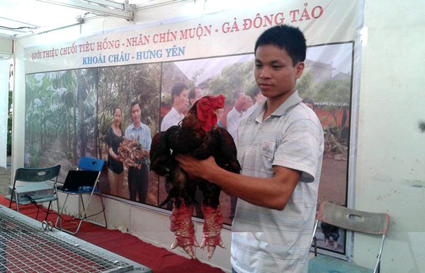 gà-đông-tảo, chân-khủng, thực-phẩm, Tết