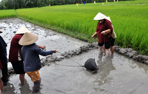 khách-nước-ngoài, khách-Tây, nông-dân, Hội-An, cấy-lúa, giã-gạo, thổi-cmw, trồng-rau, Cẩm-Thanh, Trà-Quế