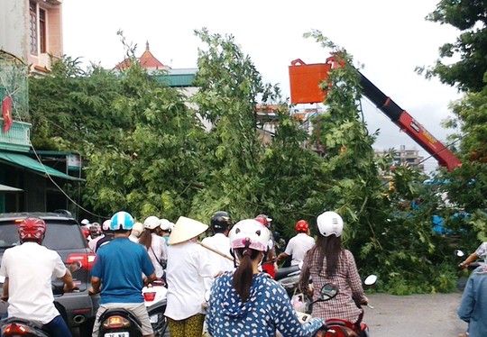 Cây xanh đổ ngang đường Tống Duy Tân, khiến giao thông qua đây bị tê liệt