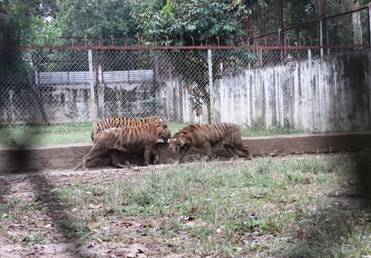 Đàn hổ được anh Chiến đưa về nuôi từ năm 2006