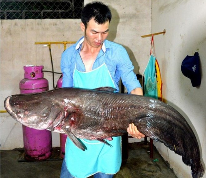 Phần đầu con cá Leo nặng hơn 40 ký. 