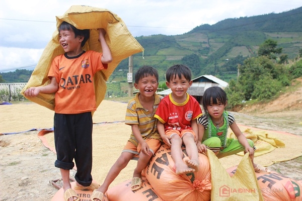 Những trẻ em Mù Cang Trải chơi đùa trên những tải lúa1