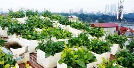 Vườn rau trên tầng 6, 7 và dọc lan can tầng 5 với hơn 150 thùng xốp rau các loại.