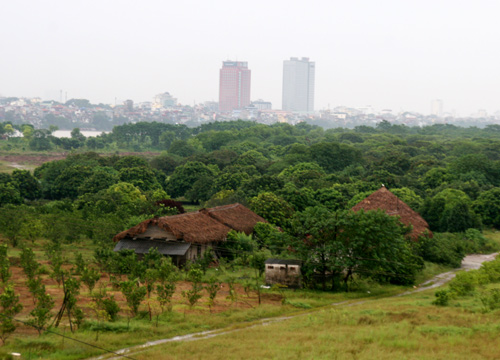 Những trang trại dưới bãi sông Hồng.