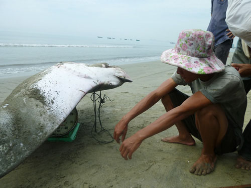 cá-tra, cá-hô, cá-mập, cá-trắm, cá-chép, thủy-quái, sông-Tiền, sông-Hậu, miền-Tây, hải-sản, thủy-sản, ngư-dân