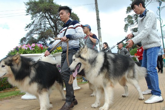 Đà Lạt: Xem chó to 65 kg diễu hành