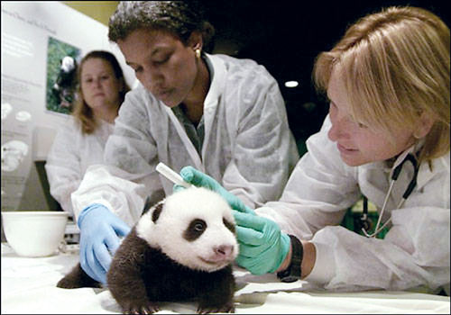 Tháng 9/2005, các bác sĩ Mỹ kiểm tra sức khỏa cho chú gấu trúc Thái Sơn.
