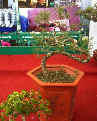 bonsai, cây cảnh, siêu cây, Sơn Tây...