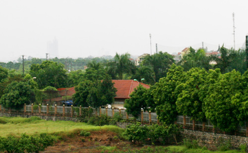 bãi-sông-hồng, trồng-ổi, ổi-găng, nông-sản, nông-nghiệp, đại-gia