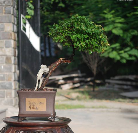 cây cảnh, bonsai, nghệ thuật, siêu phẩm...