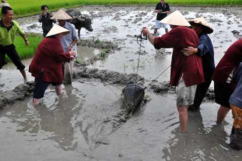 khách-nước-ngoài, khách-Tây, nông-dân, Hội-An, cấy-lúa, giã-gạo, thổi-cmw, trồng-rau, Cẩm-Thanh, Trà-Quế