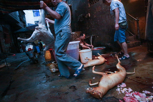 Dog Meat Festival causes troubles to some vendors of sidewalk snack booths while it is getting popular. Urban management officers confiscated some vendors gas burners, tables and chairs.