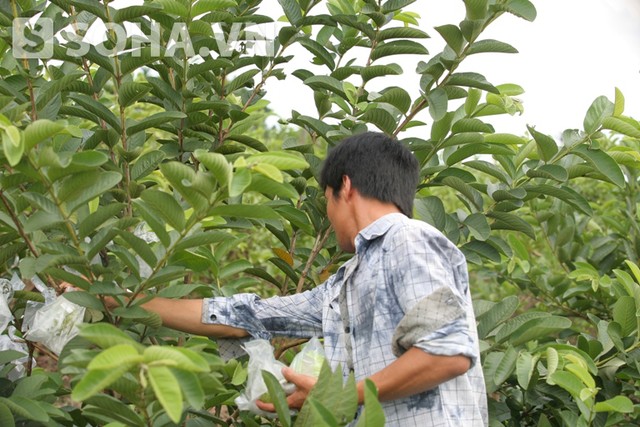 Bất chấp sự ồn ào của cộng đồng mạng, nhịp sinh hoạt của gia đình bà Phương vẫn diễn ra bình thường. Lệ Rơi vẫn ở nhà cắt cành ổi phụ giúp bố mẹ.