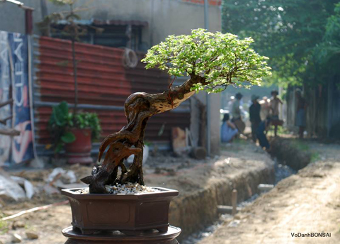 cây cảnh, bonsai, nghệ thuật, siêu phẩm...