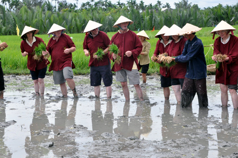 khách-nước-ngoài, khách-Tây, nông-dân, Hội-An, cấy-lúa, giã-gạo, thổi-cmw, trồng-rau, Cẩm-Thanh, Trà-Quế