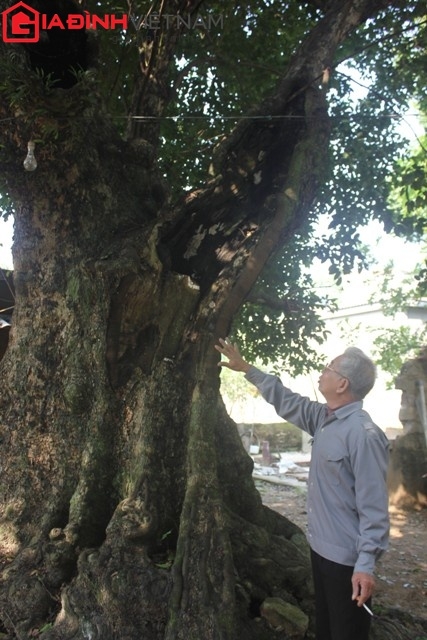 Một cành lớn bị bão quật gãy đang từng ngày hồi sinh