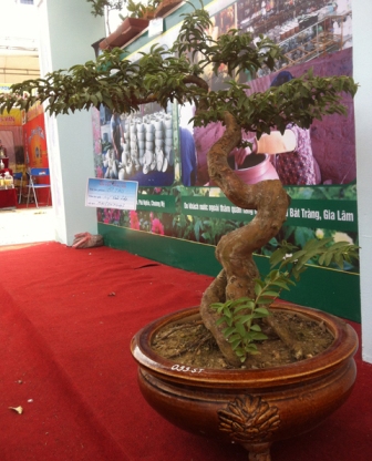 bonsai, cây cảnh, siêu cây, Sơn Tây...