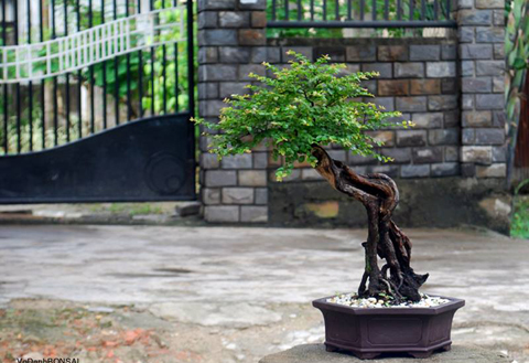 cây cảnh, bonsai, nghệ thuật, siêu phẩm...