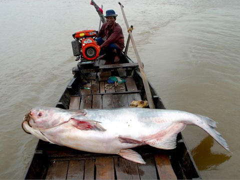 cá-tra, cá-hô, cá-mập, cá-trắm, cá-chép, thủy-quái, sông-Tiền, sông-Hậu, miền-Tây, hải-sản, thủy-sản, ngư-dân