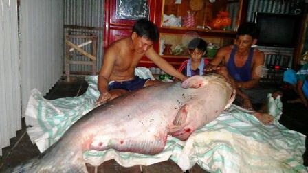 Con cá tra dầu nặng 135kg người dân bắt được
