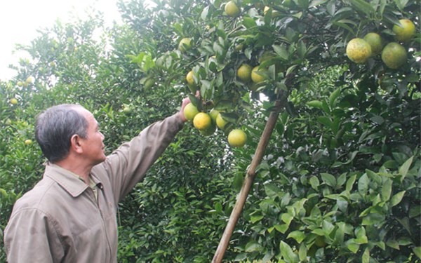 Ông Lê Tiến Hạnh, khu 2 thị trấn Cao Phong cho biết, hiện cam Cao Phong đã bắt đầu vào vụ chín sớm, cam được bán ở hầu hết các thị trường miền Bắc và một phần được vận chuyển đi niềm Nam, với giá từ 30.000 – 40.000 đồng/kg.