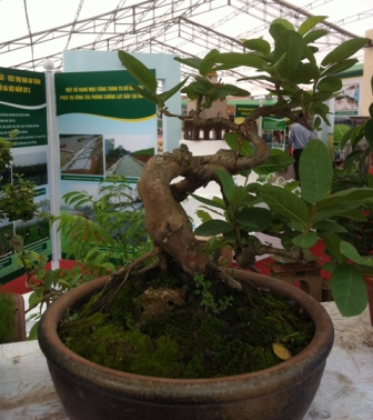 bonsai, cây cảnh, siêu cây, Sơn Tây...