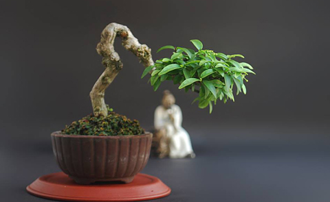 cây cảnh, bonsai, nghệ thuật, siêu phẩm...