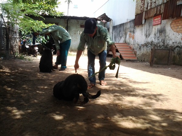 thú-cưng, chó, mèo, vật-nuôi, phụ-kiện, thời-trang, nhà-giàu, nghĩa-trang, ngoại-ngữ, xe-sang