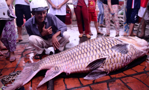 cá-tra, cá-hô, cá-mập, cá-trắm, cá-chép, thủy-quái, sông-Tiền, sông-Hậu, miền-Tây, hải-sản, thủy-sản, ngư-dân