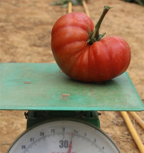 Cà chua khổng lồ, mỗi trái nặng 1kg Đó là khu vườn cà chua của bà Phạm Thị Thu Cúc ở huyện Lạc Dương (Lâm Đồng) cho trái nặng với khối lượng 