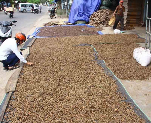 Cận cảnh khai thác hạt ươi bán giá 300.000 đồng/kg